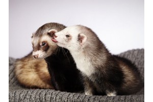 Ferret 