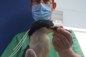Βίντεο & υλικό από επεμβάσεις στην κλινική μας